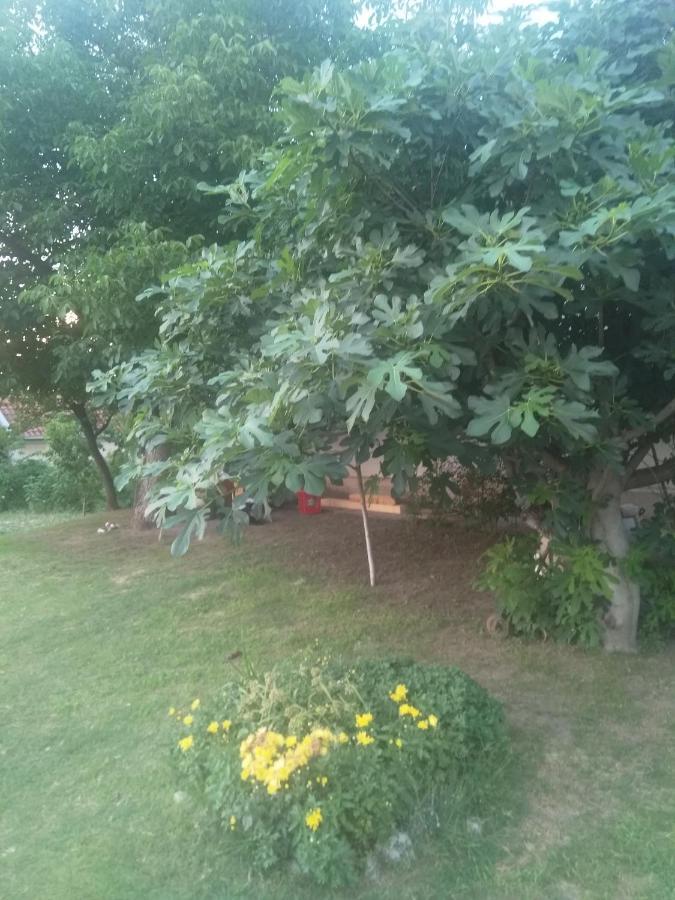 Family Apartman Ana - Star Golubac Εξωτερικό φωτογραφία
